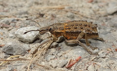 Leptopius