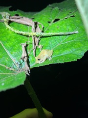 Pristimantis nyctophylax