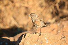 Saxicola rubicola