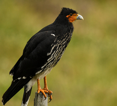 Daptrius carunculatus