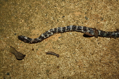 Tantilla semicincta