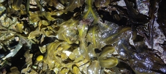 Fucus serratus