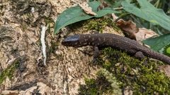 Lepidophyma flavimaculatum