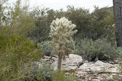Cylindropuntia fulgida