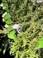 Pristimantis ventrimarmoratus