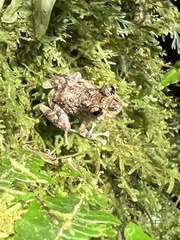 Pristimantis ventrimarmoratus