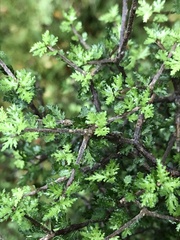 Pittosporum divaricatum
