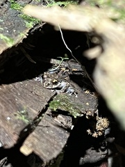 Pristimantis ventrimarmoratus