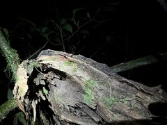 Pristimantis ventrimarmoratus