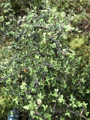 Pittosporum divaricatum