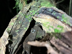 Pristimantis ventrimarmoratus