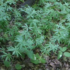 Galium intermedium