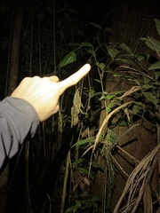 Pristimantis cremnobates