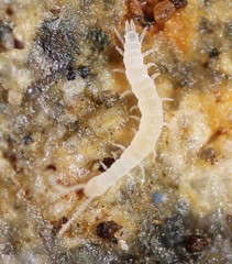 Symphyla