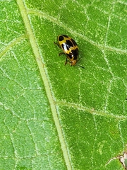 Iphiclus signatus