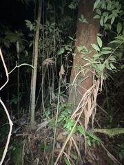 Pristimantis cremnobates