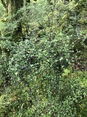 Pittosporum divaricatum