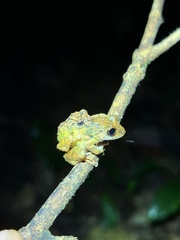 Pristimantis cremnobates