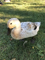 Anas platyrhynchos domesticus