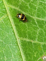 Iphiclus signatus