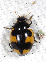 Ceratomegilla alpina