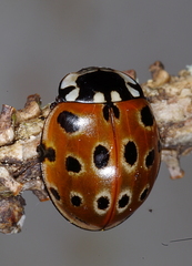 Anatis ocellata