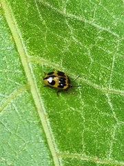 Iphiclus signatus