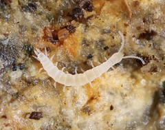 Symphyla