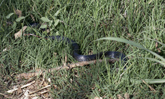 Dolichophis jugularis