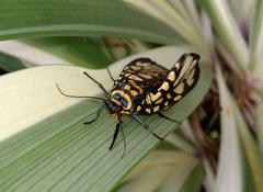 Aglaomorpha plagiata