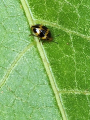 Iphiclus signatus