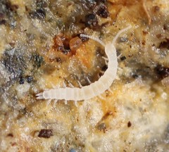 Symphyla