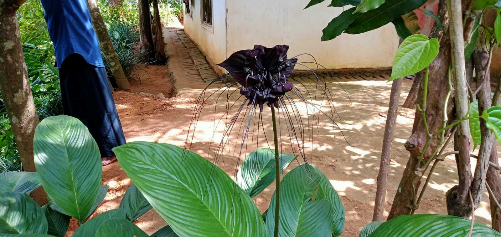 Imagem de Flor-morcego