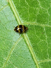 Iphiclus signatus