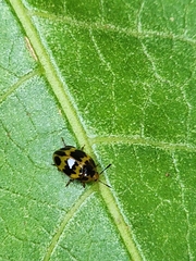 Iphiclus signatus