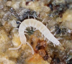 Symphyla