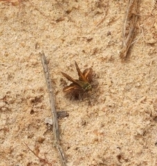 Taractrocera papyria agraulia