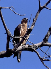 Aquila spilogaster
