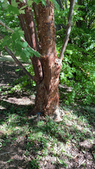 Acer griseum