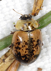Aphidecta obliterata