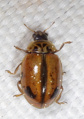 Aphidecta obliterata