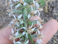 Liatris hesperelegans