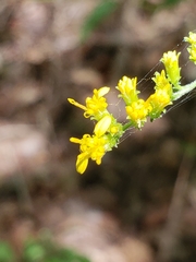 Solidago auriculata