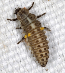 Aphidecta obliterata