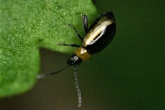 Longitarsus dorsalis