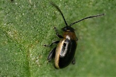 Longitarsus dorsalis