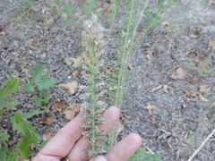 Liatris hesperelegans