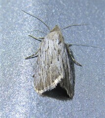 Catabena lineolata