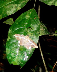 Hemeroblemma opigena