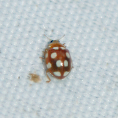 Vibidia duodecimguttata